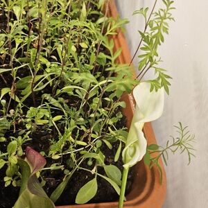 On My Way To Green Thumb🌱🫒